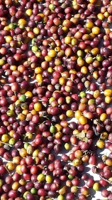 Close-up of red and yellow berries drying in the sun